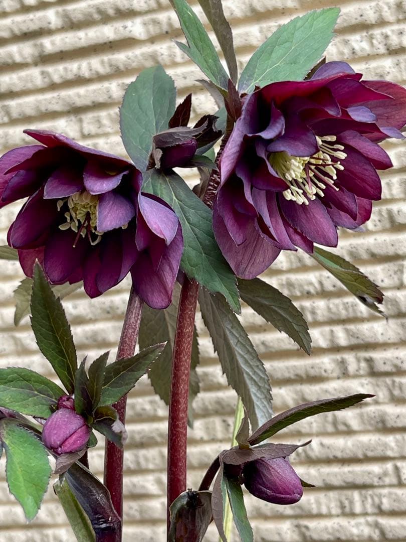 クリスマスローズ苗　⭐️16 ダブル咲き ツヤ感ddラスターグロスレッドブラック縁