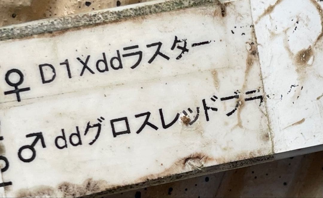 クリスマスローズ苗　⭐️16 ダブル咲き ツヤ感ddラスターグロスレッドブラック縁