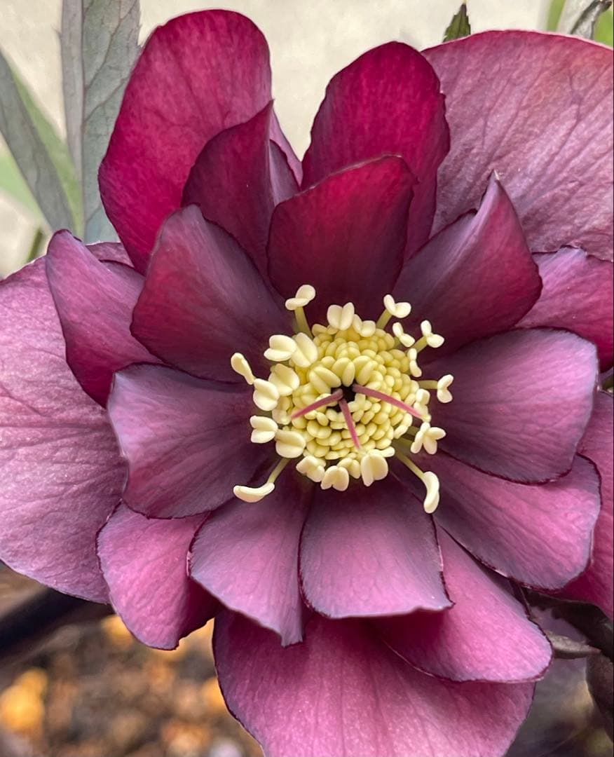 クリスマスローズ苗　⭐️16 ダブル咲き ツヤ感ddラスターグロスレッドブラック縁