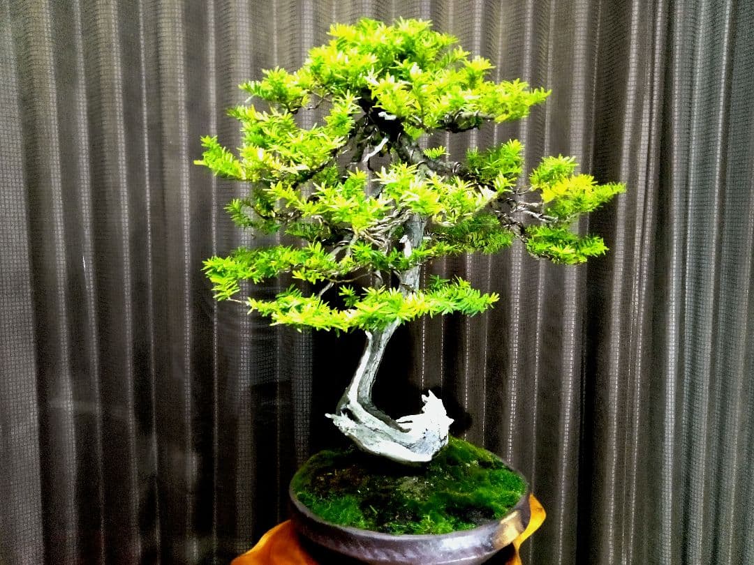 【大品　山採り 一位盆栽】　　⭕足元に注目❗　真柏…