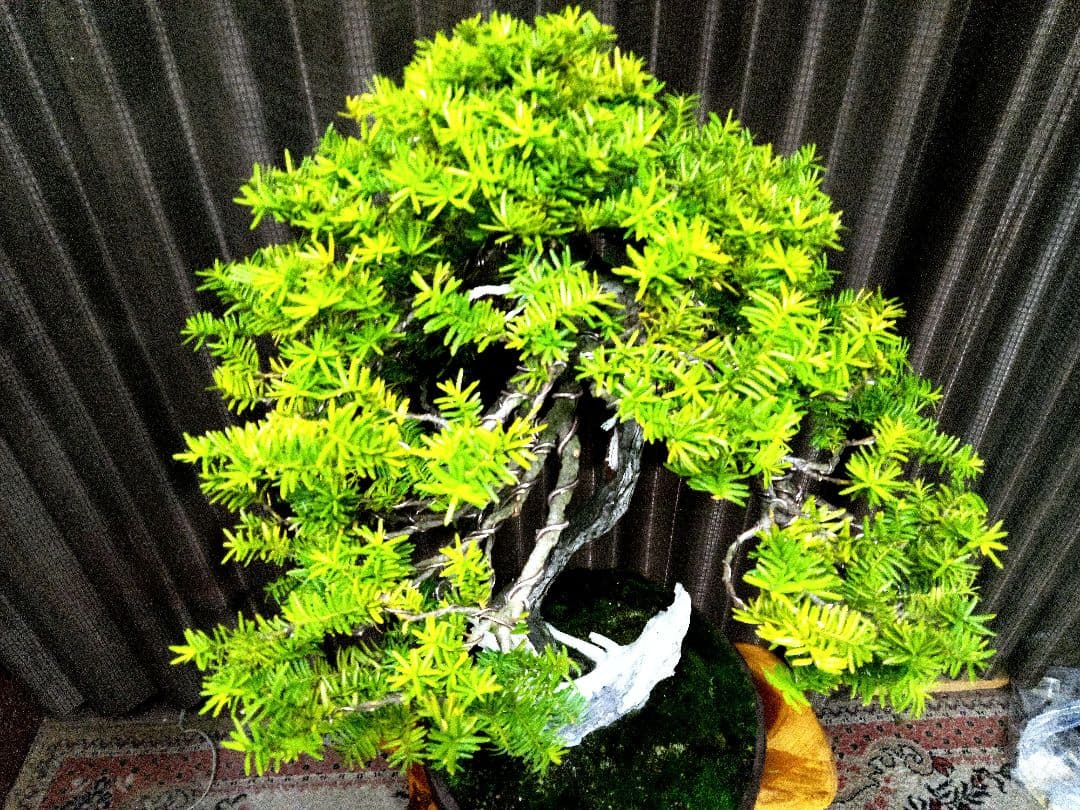 【大品　山採り 一位盆栽】　　⭕足元に注目❗　真柏…