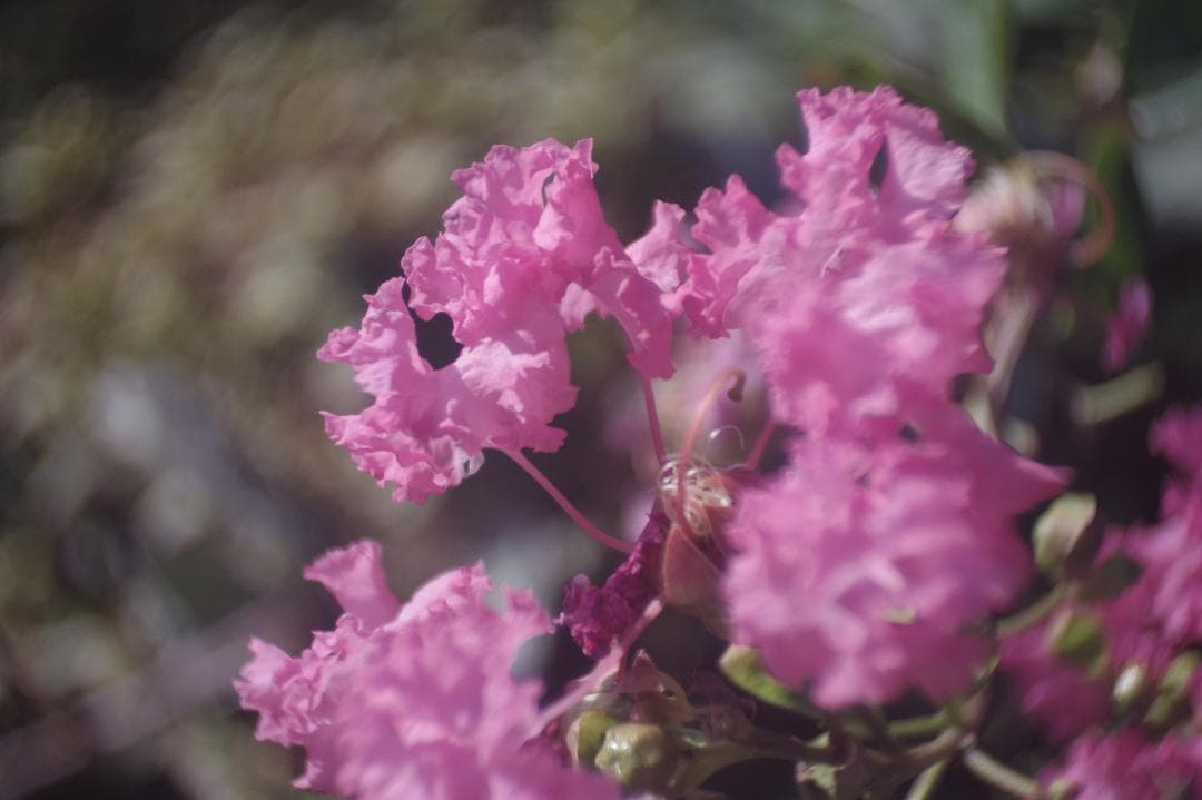 レンズ(単焦点) 037_Hugo Meyer Kino Plasmat 12.5mm f1.5