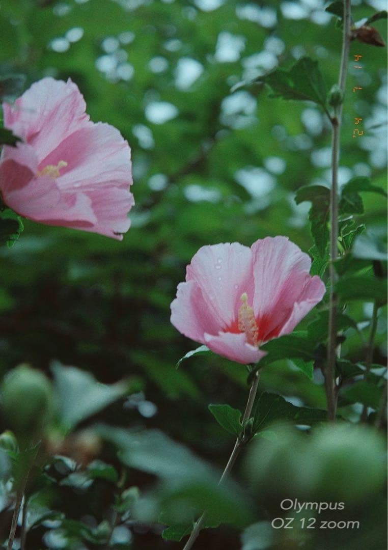 フィルムカメラ入門に★オリンパス oz120zoom★超美品＊完動品＊初期保証付