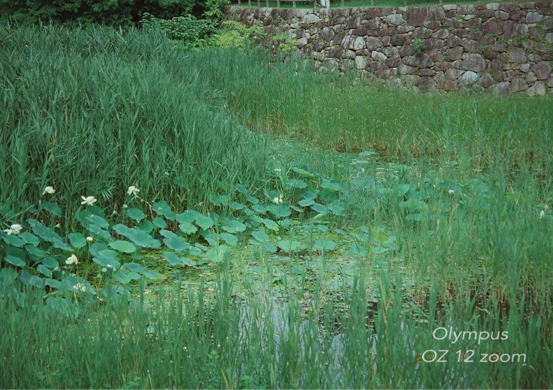 フィルムカメラ入門に★オリンパス oz120zoom★超美品＊完動品＊初期保証付