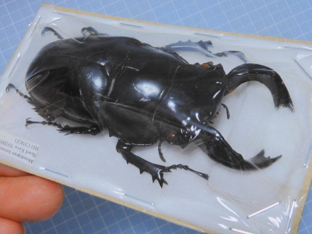 コンゴ産　タランドツツヤクワガタ　86mm