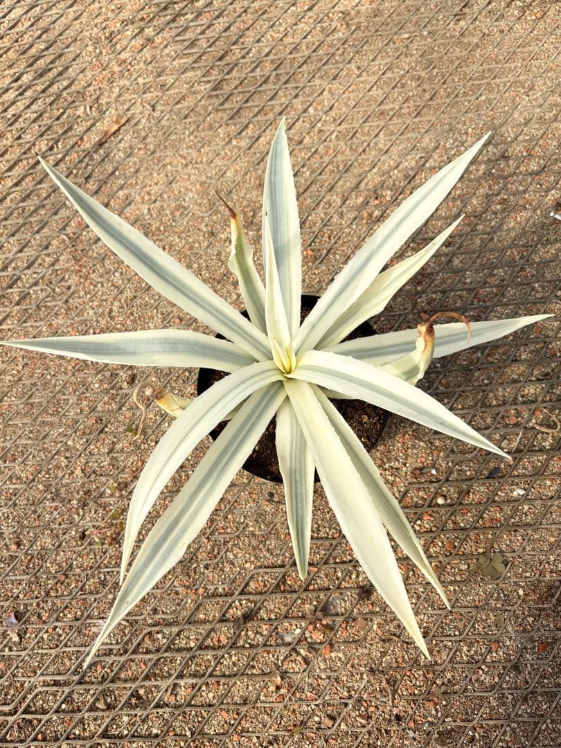 レア　アガベ　ミルキーホワイト　美株