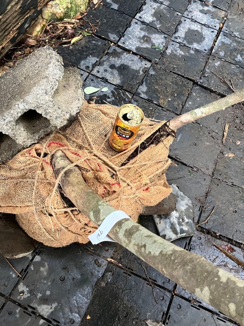 72 山採り　アオダモ