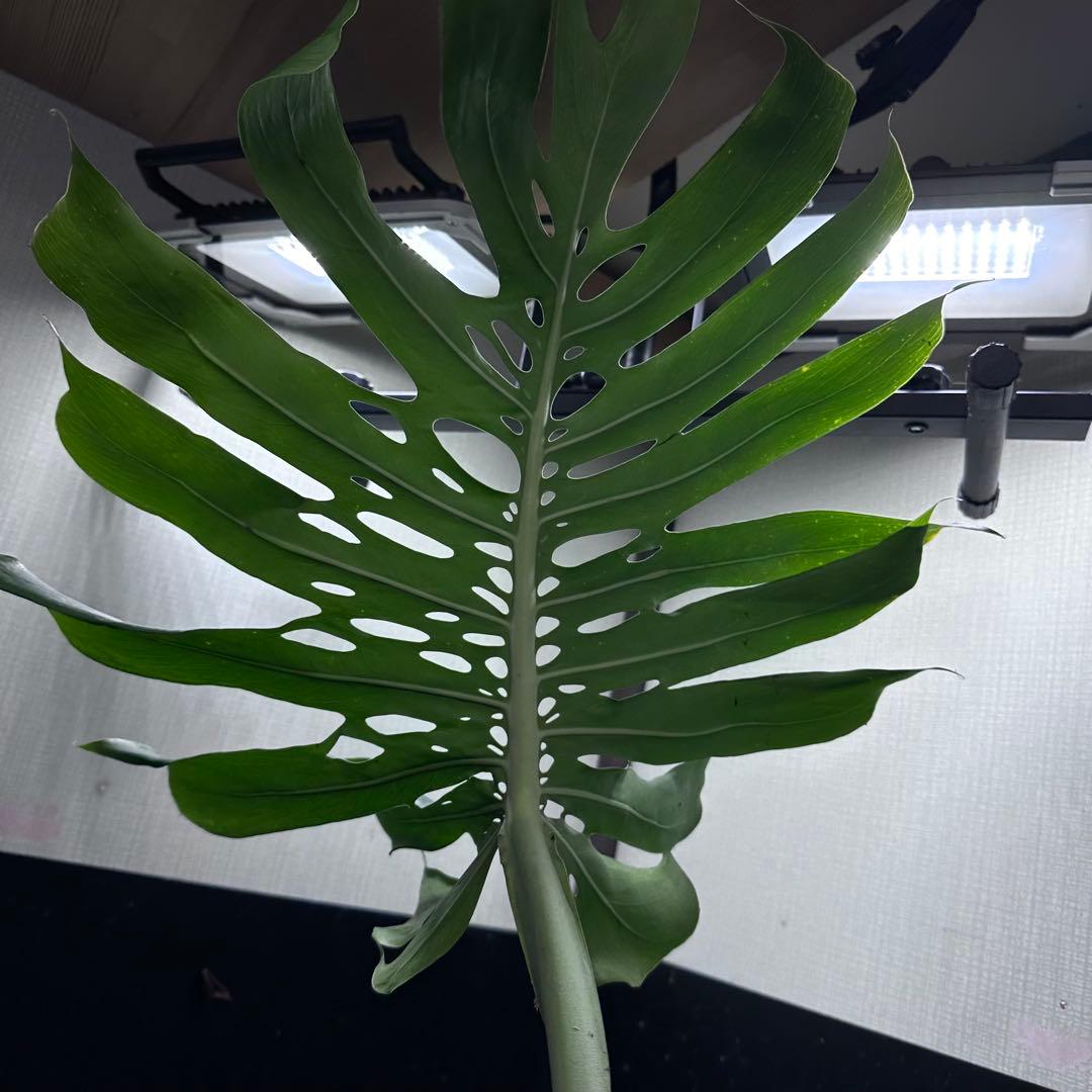 恵*様 モンステラデリシオーサマクロコズム超希少系統鉢植え74㎝