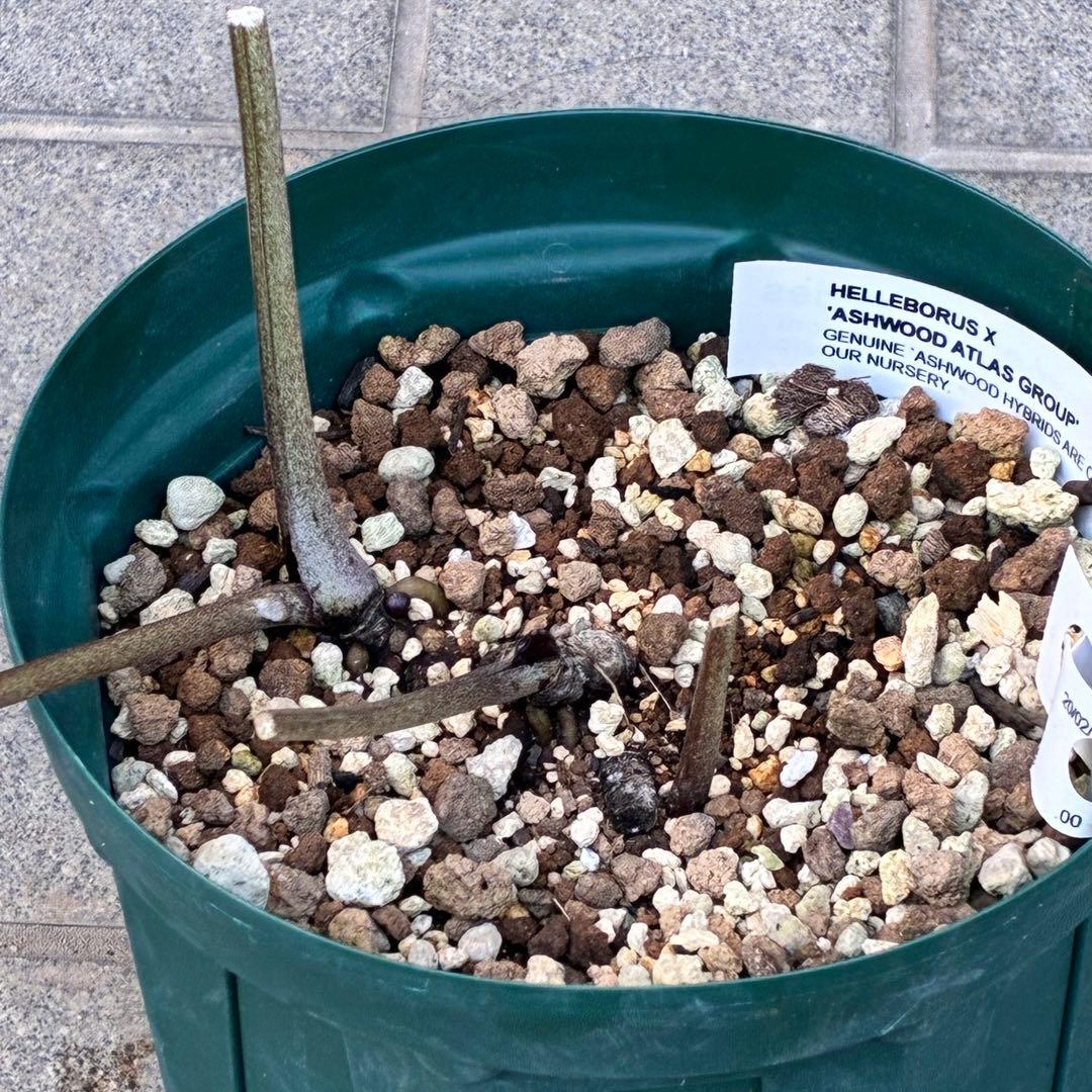 s*い様 ☘️レア超大株☘️6号ロング❤️沢山新芽❤️ ☘️超レア☘️629【A