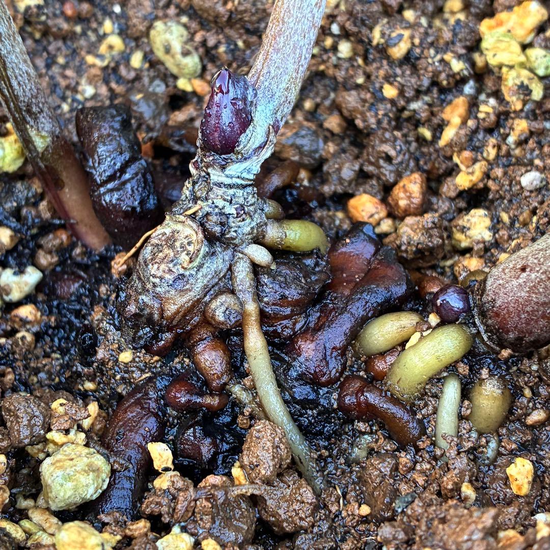 s*い様 ☘️レア超大株☘️6号ロング❤️沢山新芽❤️ ☘️超レア☘️629【A