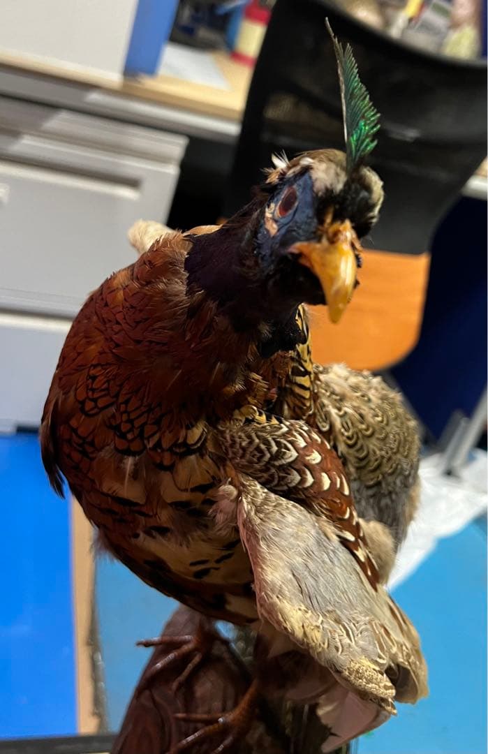 孔雀置物