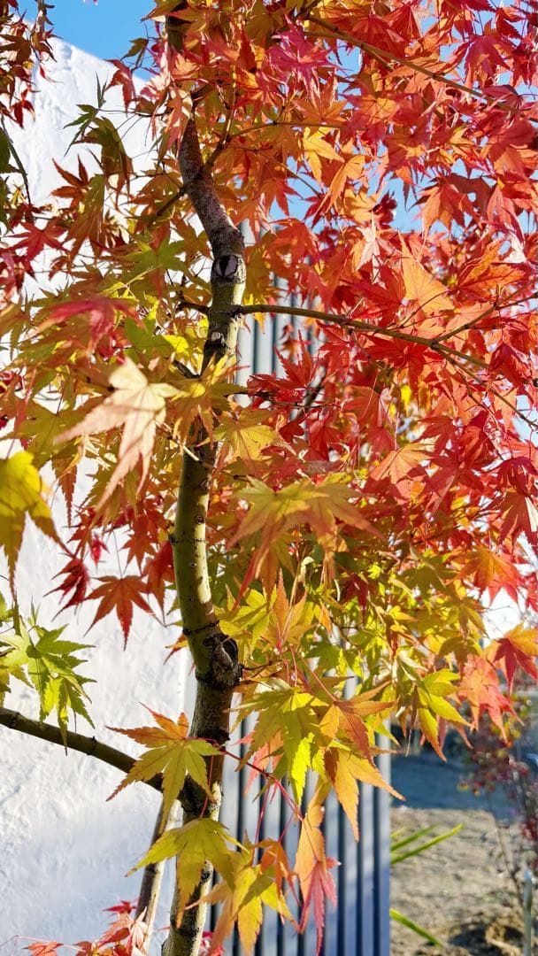 超逸品。イロハモミジ株立ち 自然樹系2.7M(鉢底から)