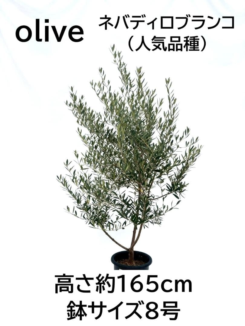 オリーブの木　ネバディロブランコ　8号　約165cm　NO.864　人気　現品