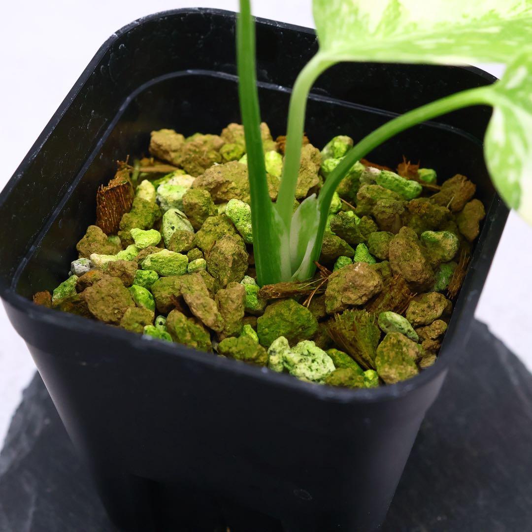 モンステラ デリシオーサ クリームチーズ 斑入り