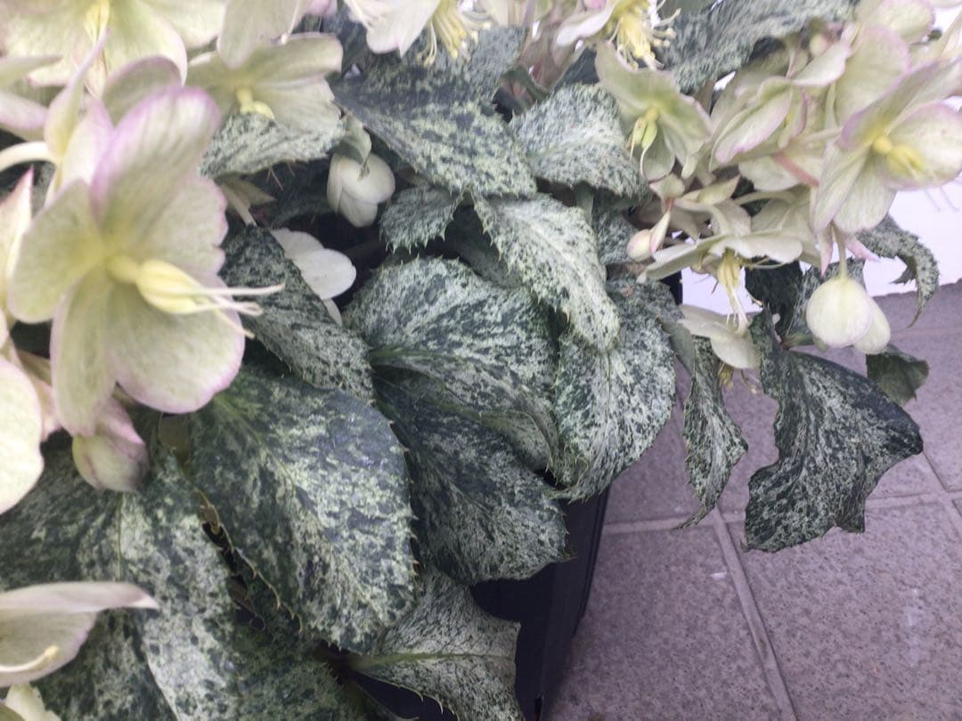 ③ 定価の5000円引きでの販売‼︎ 5年物のクリスマスローズ・スノーフィーバー