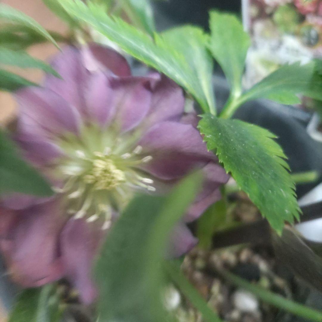 ７日入荷⭐️クリスマスローズダブル咲き⭐️８鉢セット