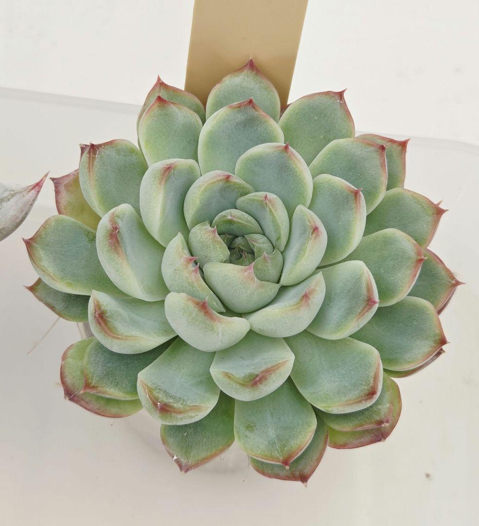 ビ*キ様 ㊸大きめ さくらホイップ❣️ミニマカロン❣️中リン交配❣️発根済6苗メ