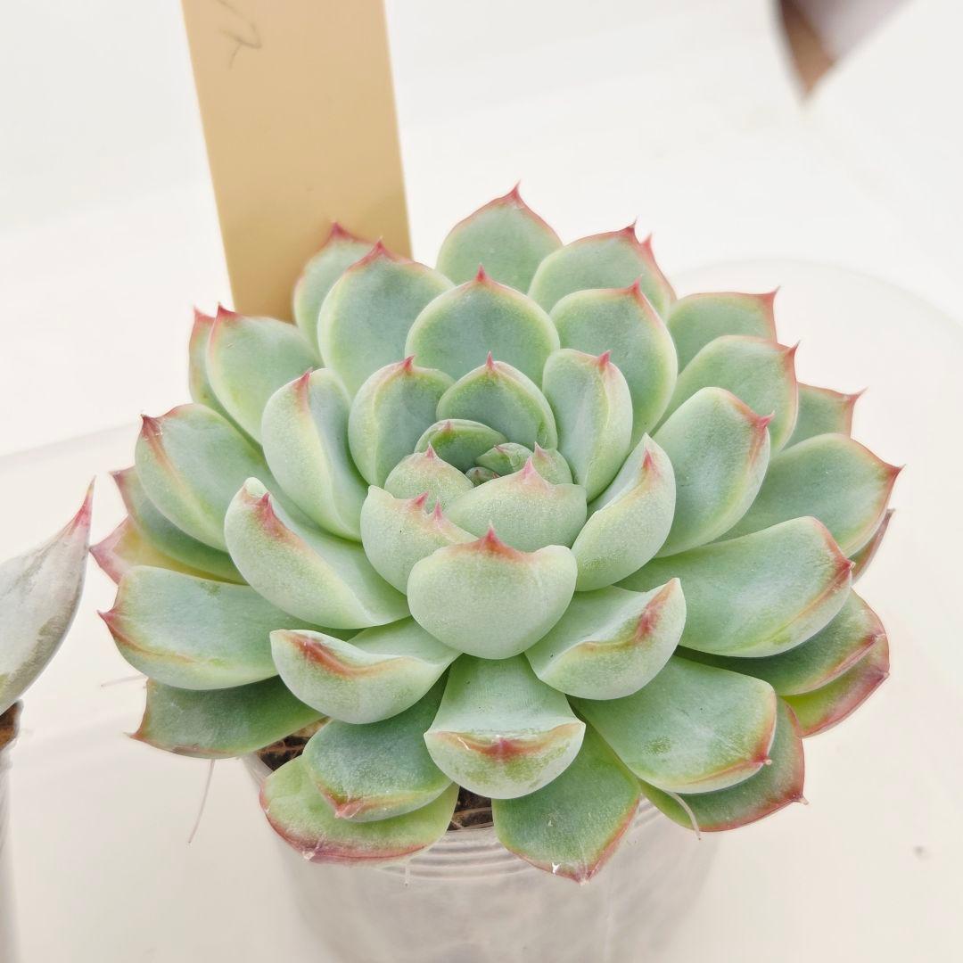 ビ*キ様 ㊸大きめ さくらホイップ❣️ミニマカロン❣️中リン交配❣️発根済6苗メ