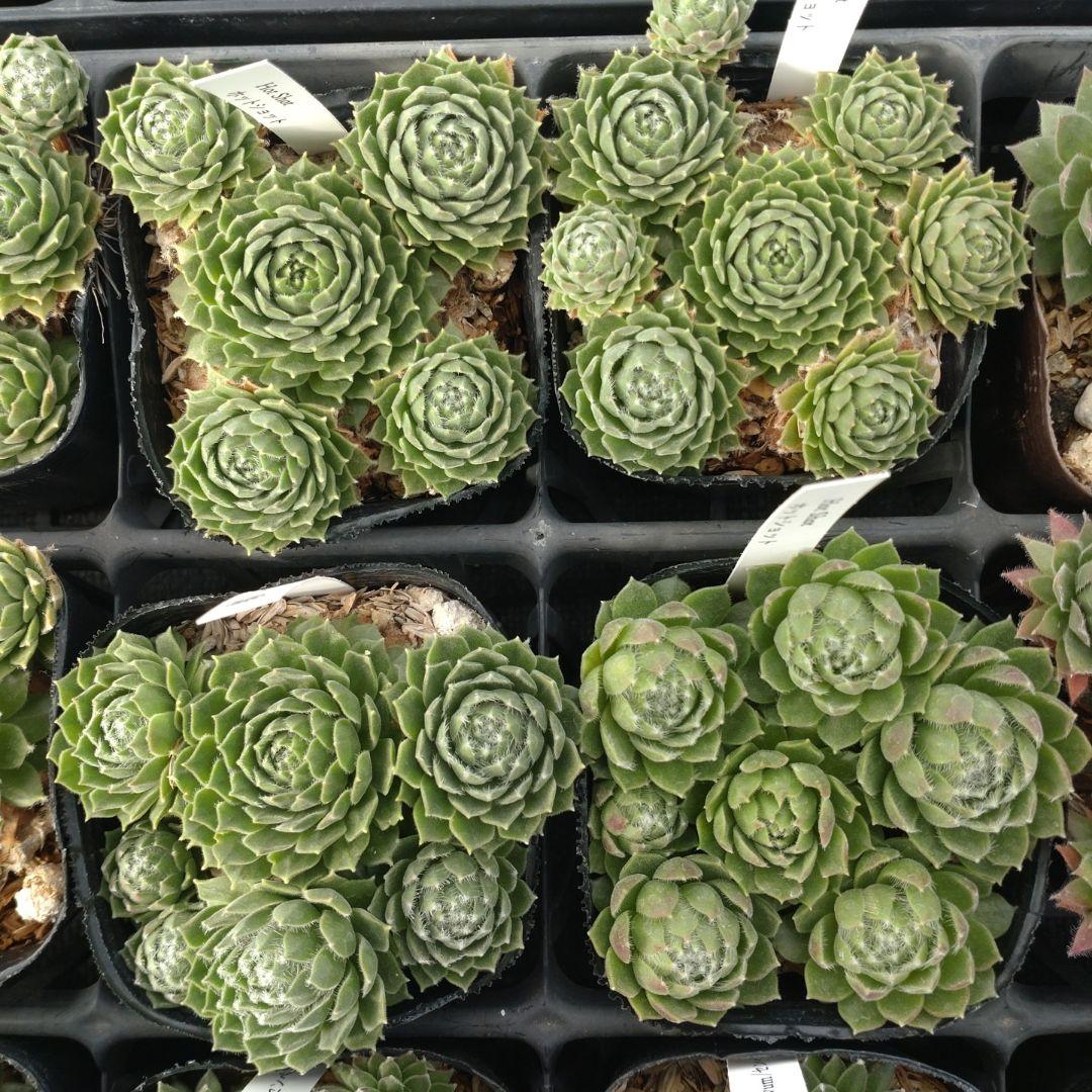 1ポット410円〜 センペルビウム26年1月 その3