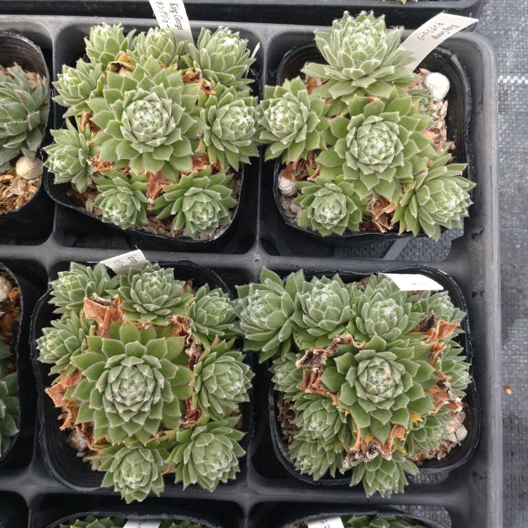 1ポット410円〜 センペルビウム26年1月 その3