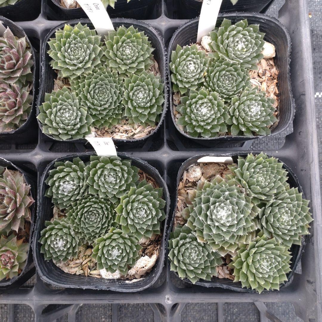 1ポット410円〜 センペルビウム26年1月 その3