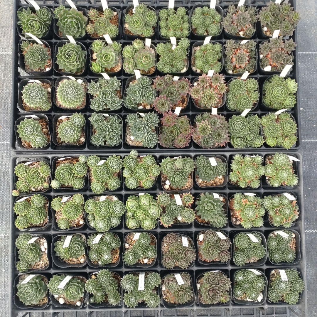 1ポット410円〜 センペルビウム26年1月 その3