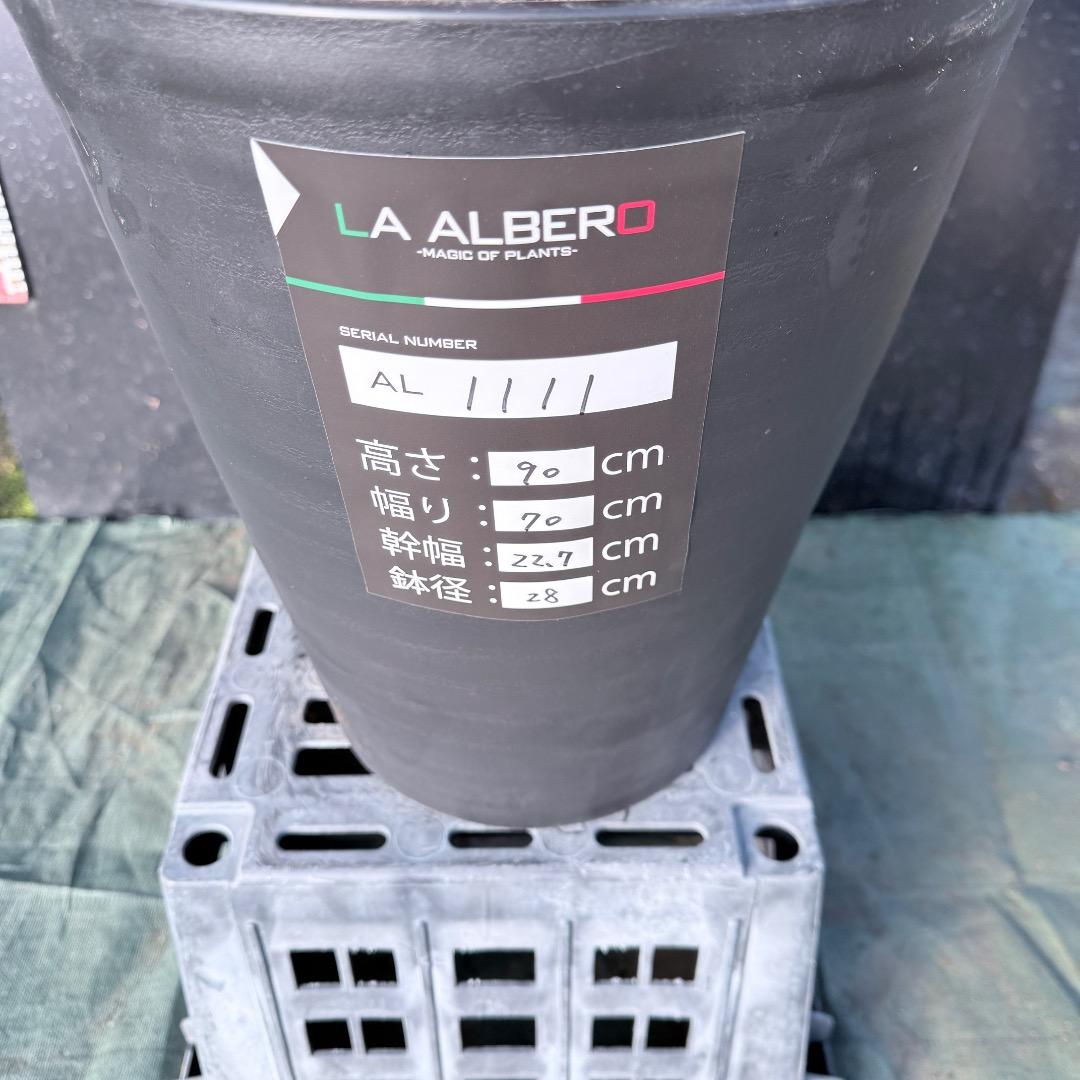 【AL1111】ユッカ　ロストラータ　超希少の頂上分頭　エキゾチック個体