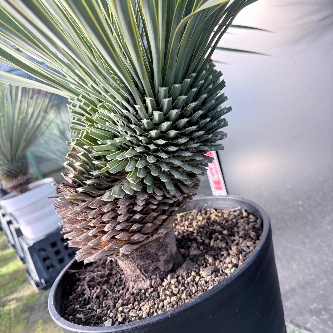 【AL1111】ユッカ　ロストラータ　超希少の頂上分頭　エキゾチック個体