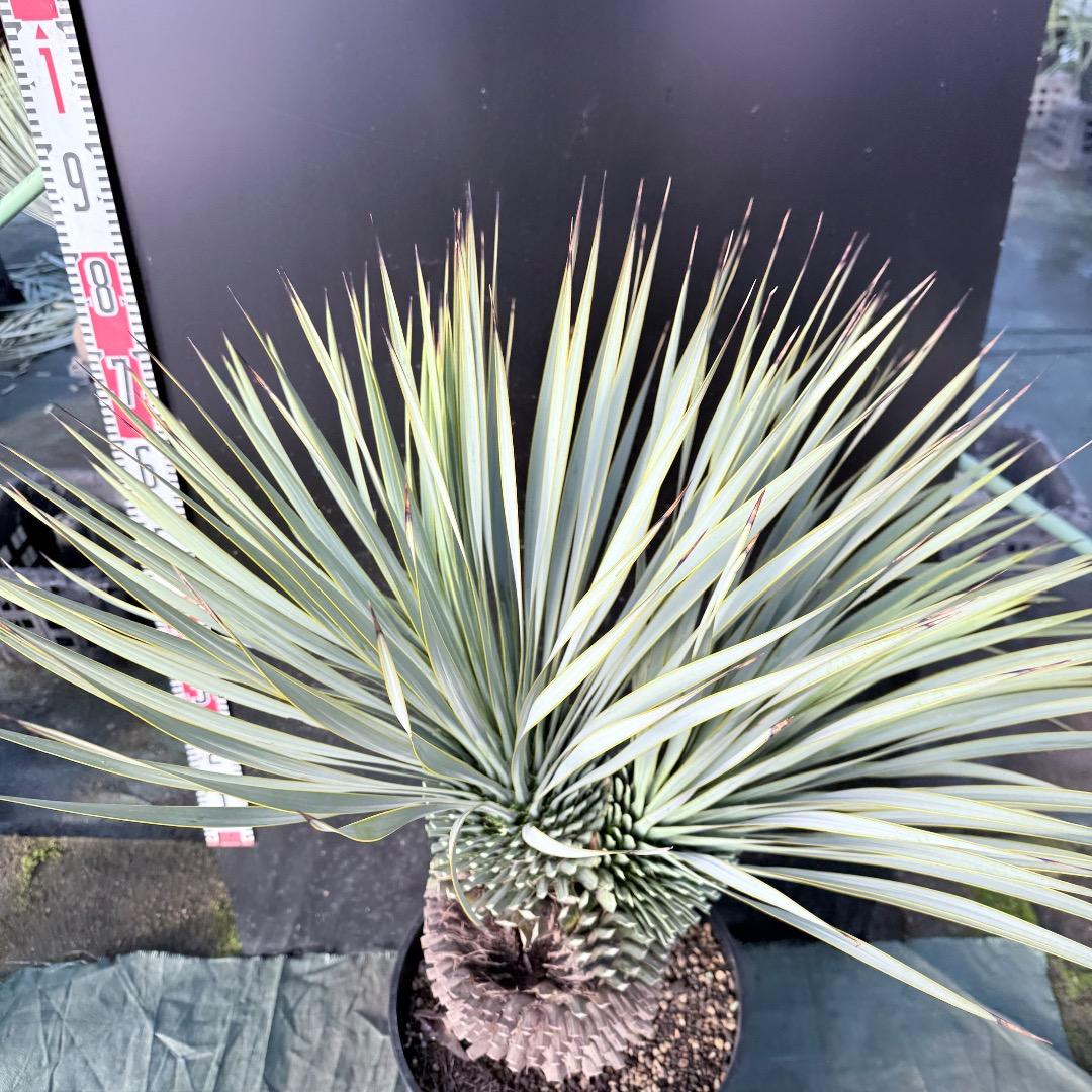 【AL1111】ユッカ　ロストラータ　超希少の頂上分頭　エキゾチック個体