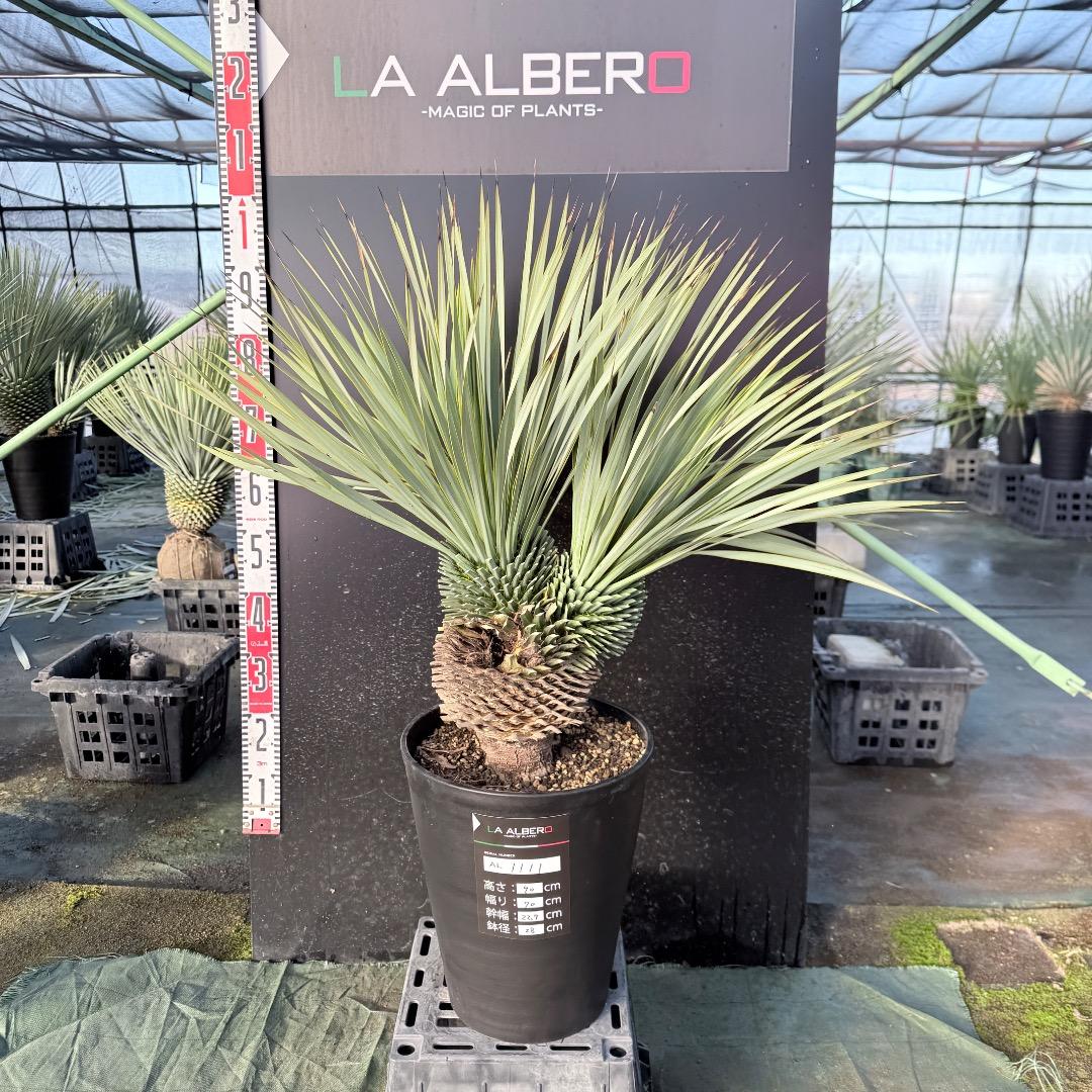 【AL1111】ユッカ　ロストラータ　超希少の頂上分頭　エキゾチック個体