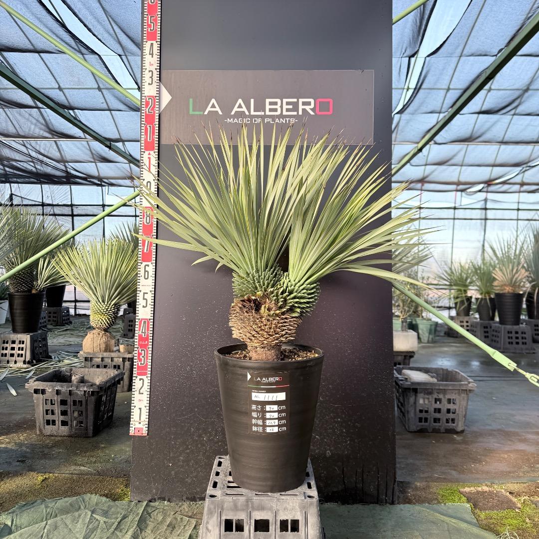 【AL1111】ユッカ　ロストラータ　超希少の頂上分頭　エキゾチック個体