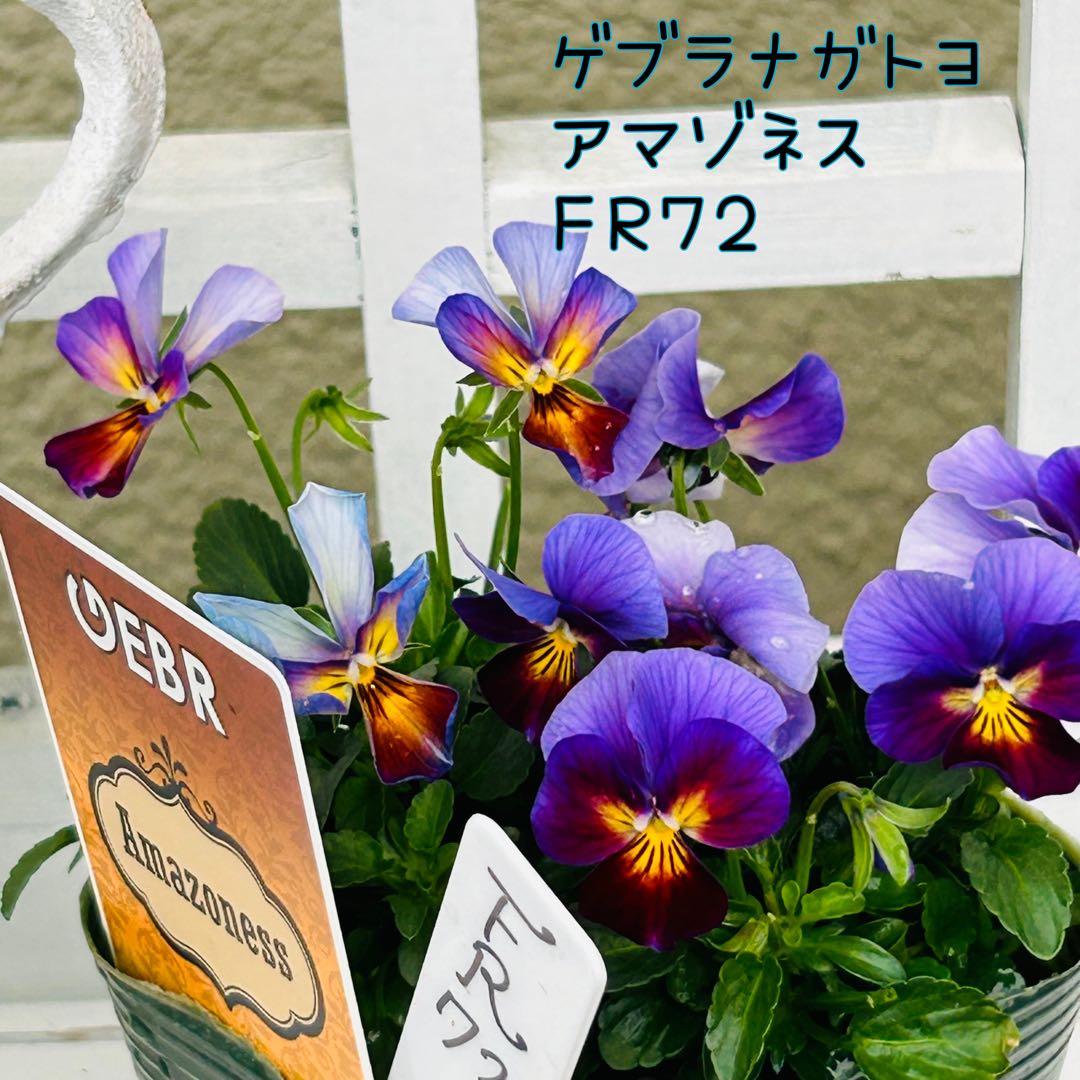 専用 ＦＲ７２♥ゲブラナガトヨ　アマゾネス♥花苗ポットごと発送♥