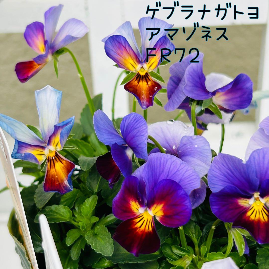 専用 ＦＲ７２♥ゲブラナガトヨ　アマゾネス♥花苗ポットごと発送♥