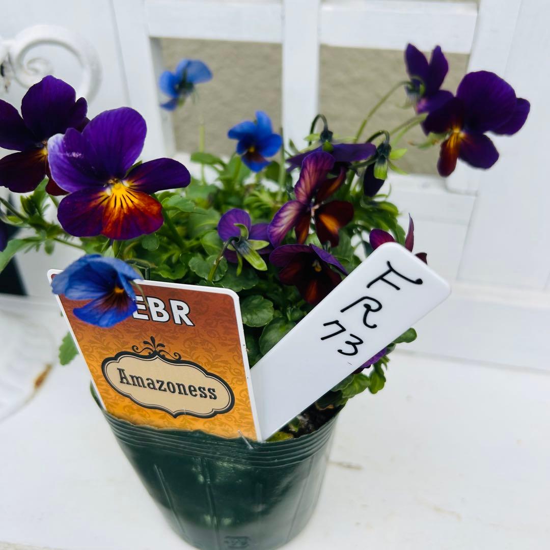 専用 ＦＲ７２♥ゲブラナガトヨ　アマゾネス♥花苗ポットごと発送♥