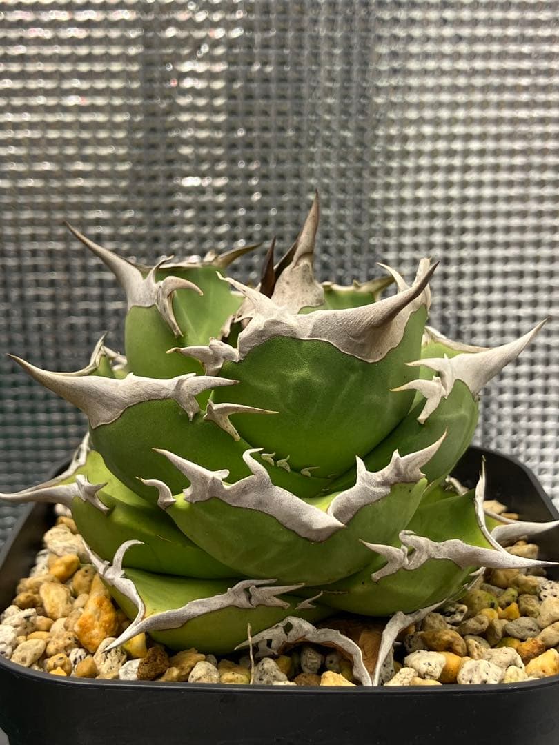 白犀牛　アガベ　中株③