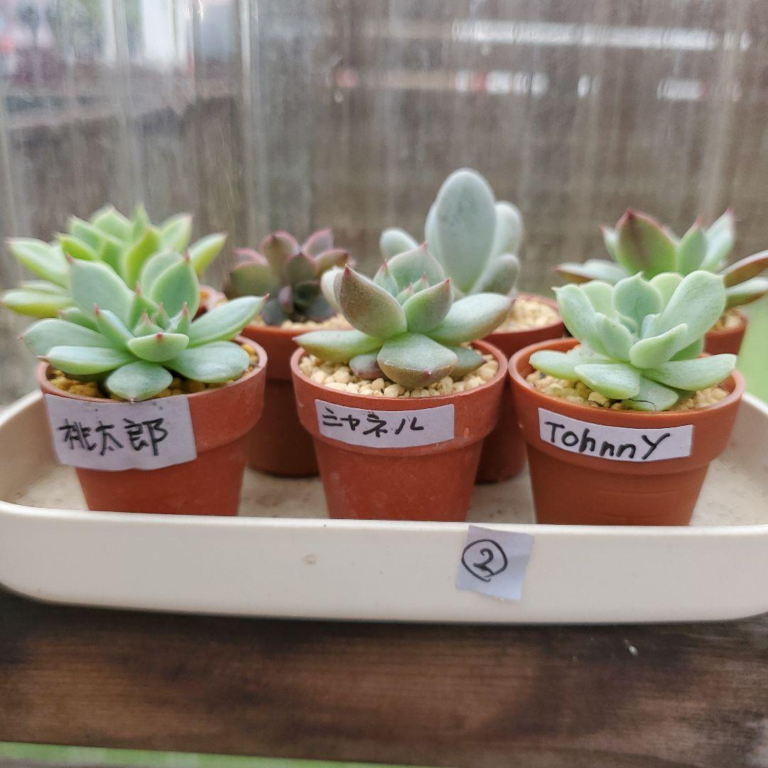 ryo様確認用②多肉植物★7種類セット★抜き苗