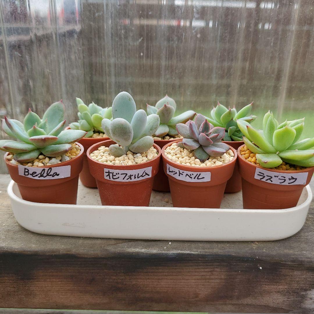 ryo様確認用②多肉植物★7種類セット★抜き苗
