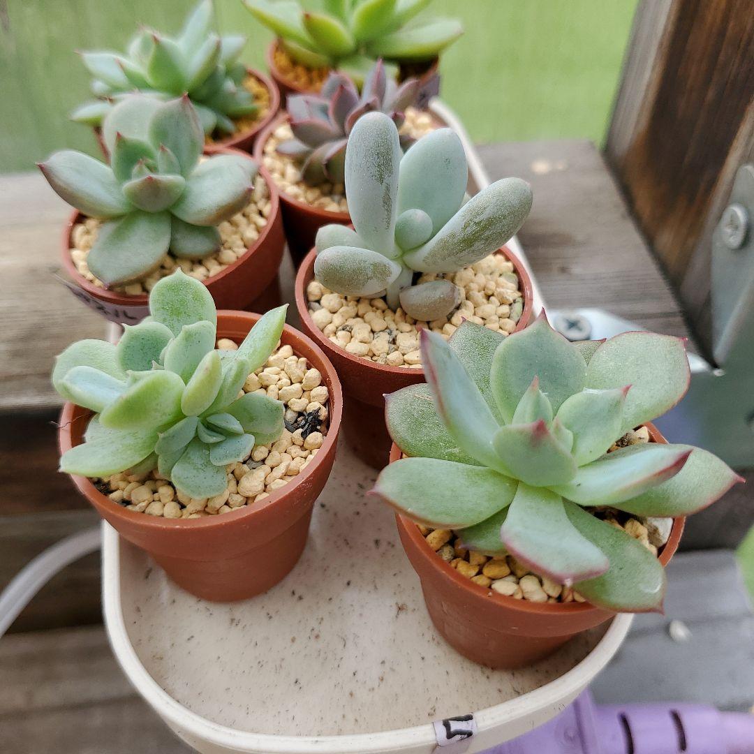 ryo様確認用②多肉植物★7種類セット★抜き苗