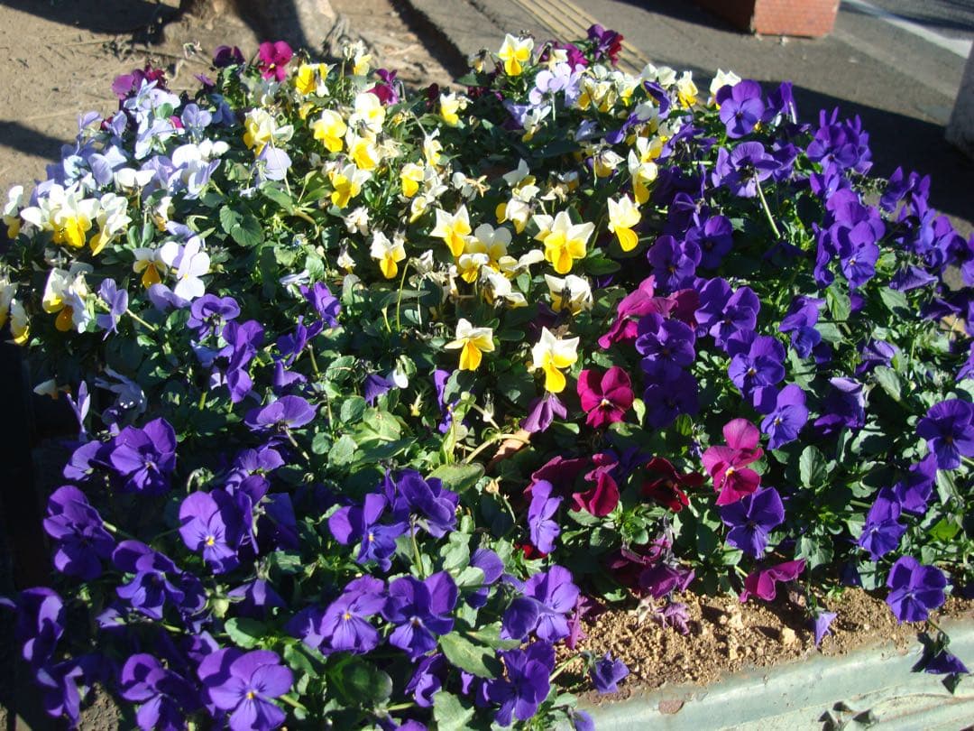 【動作確認済】SONY DSC-W200 サイバーショット デジタルカメラ