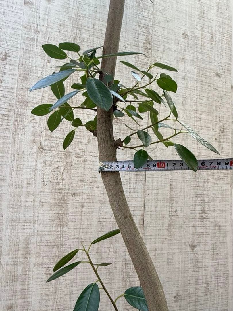 ☆ フランスゴムの木 フィカス•ルビギノーサ♪ 152cm リビングサイズ♪