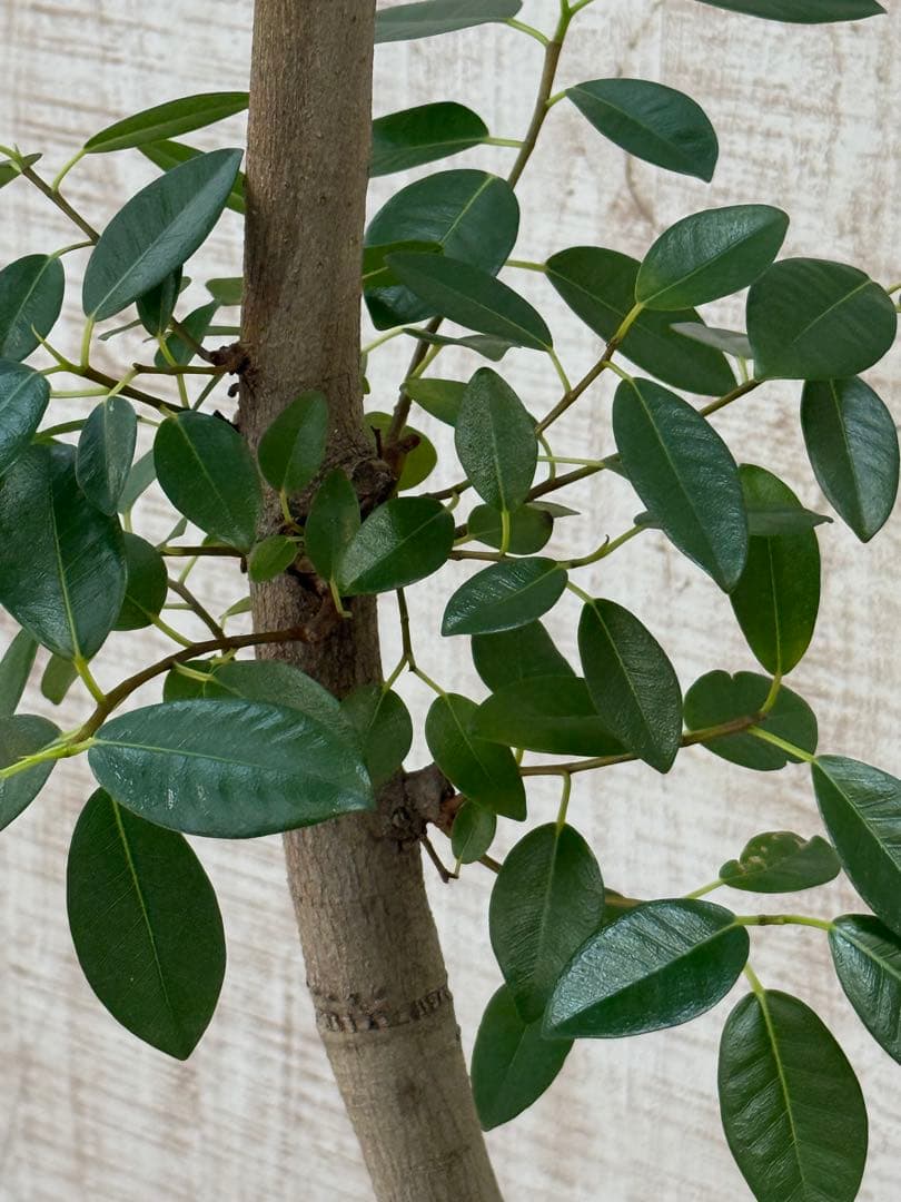 ☆ フランスゴムの木 フィカス•ルビギノーサ♪ 152cm リビングサイズ♪