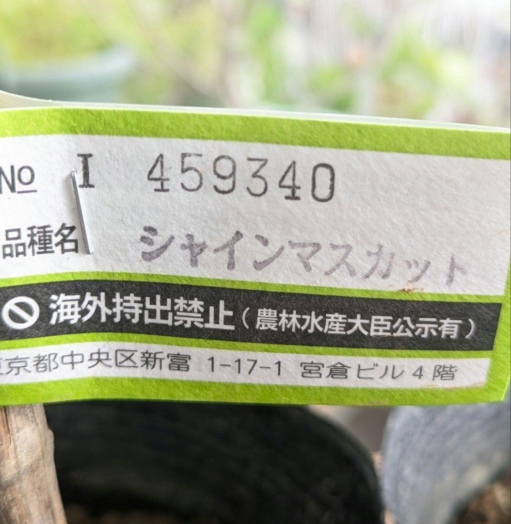 ❀つくし様❀