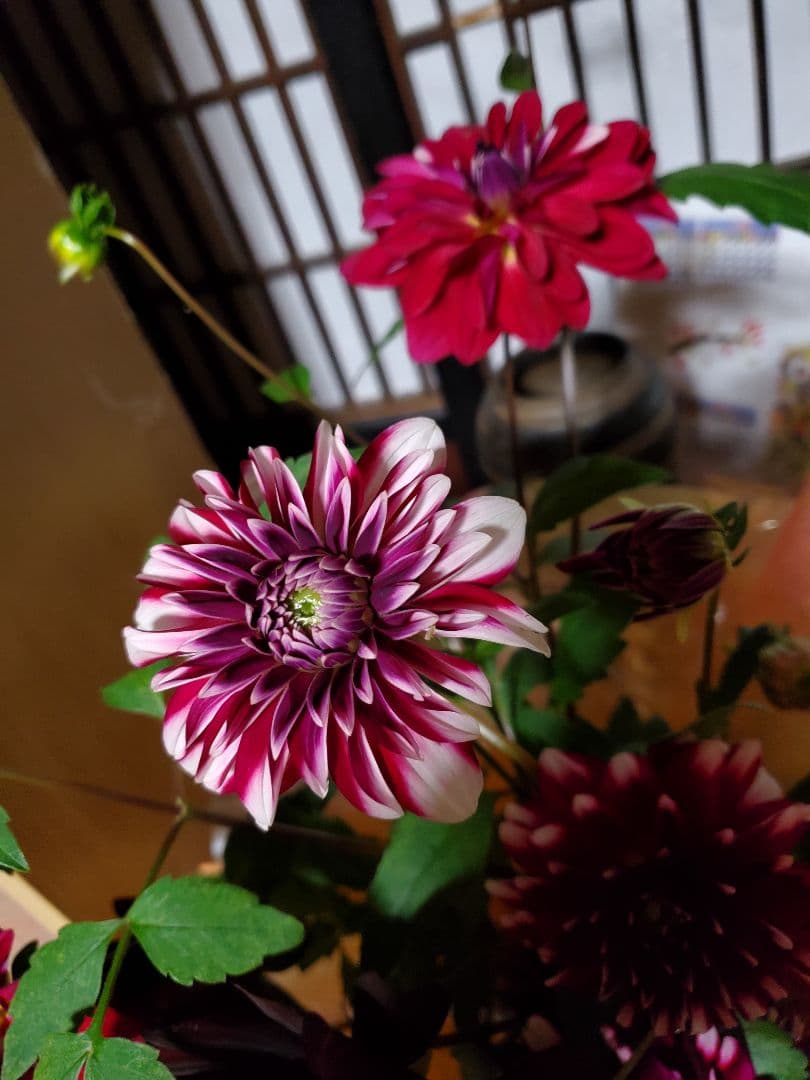 注文用です。　ダリア　中輪　赤色と白色の咲き分け咲き　１球～25-7(2)