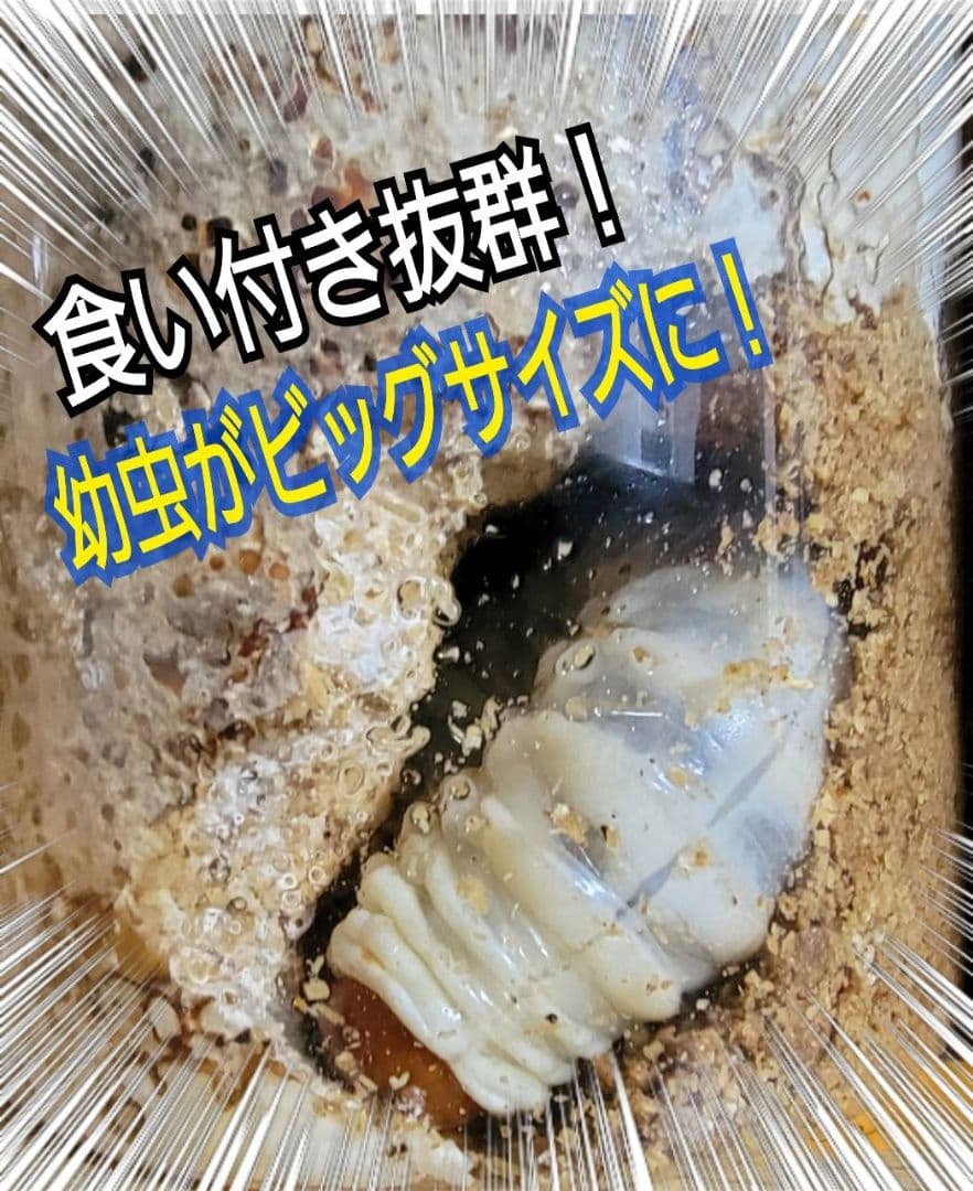 極上！オオヒラタケ菌糸瓶1100ml【8本】トレハロース、キトサン強化配合