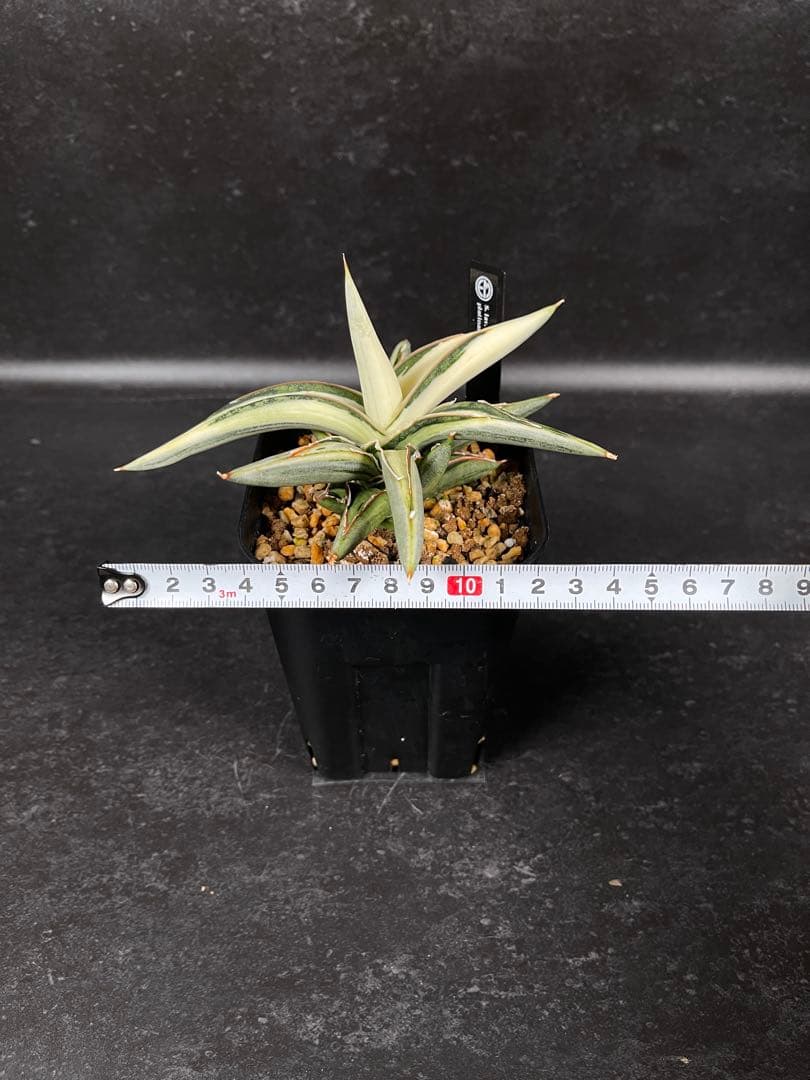 EMP サンセベリア Lav.1970 白斑 new ver. / SA425