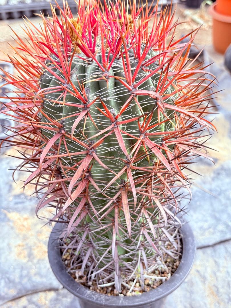 サボテン フェロカクタス 赤棘金冠竜