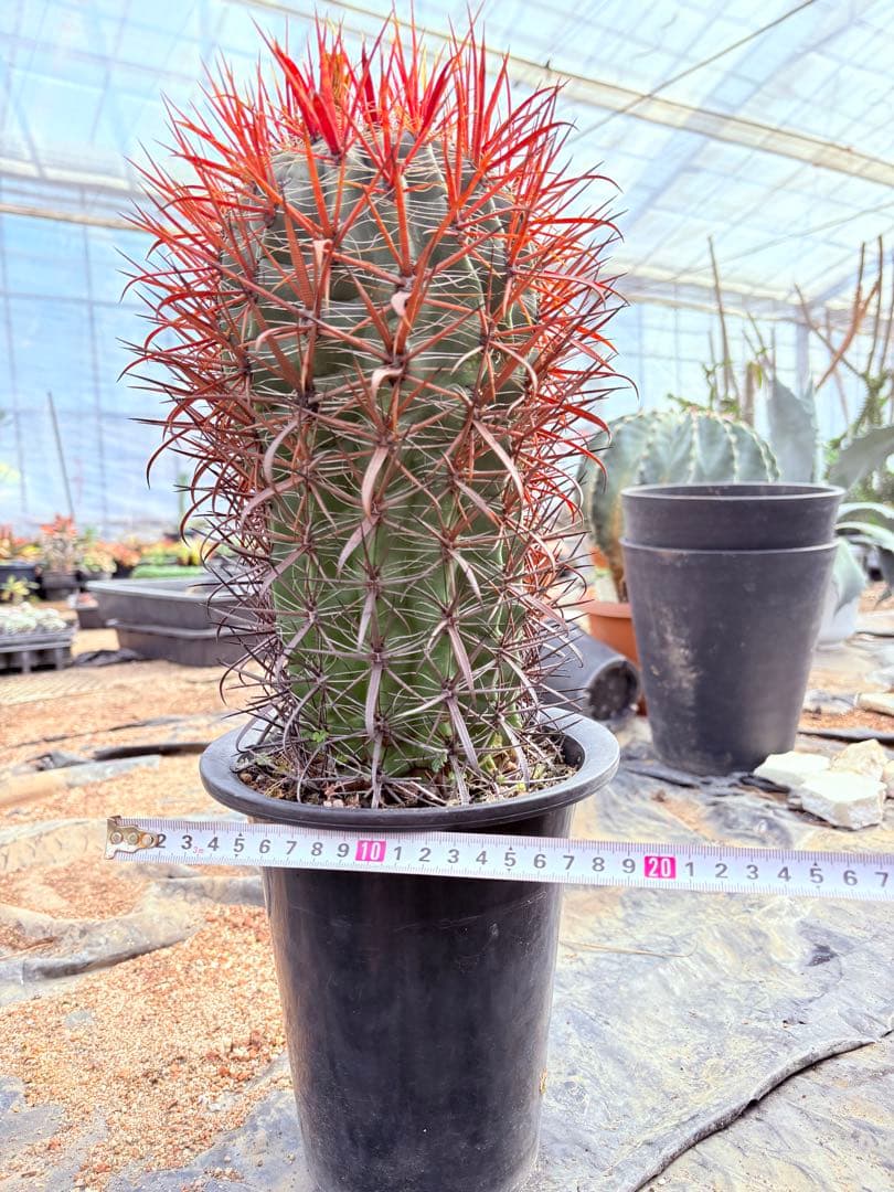 サボテン フェロカクタス 赤棘金冠竜