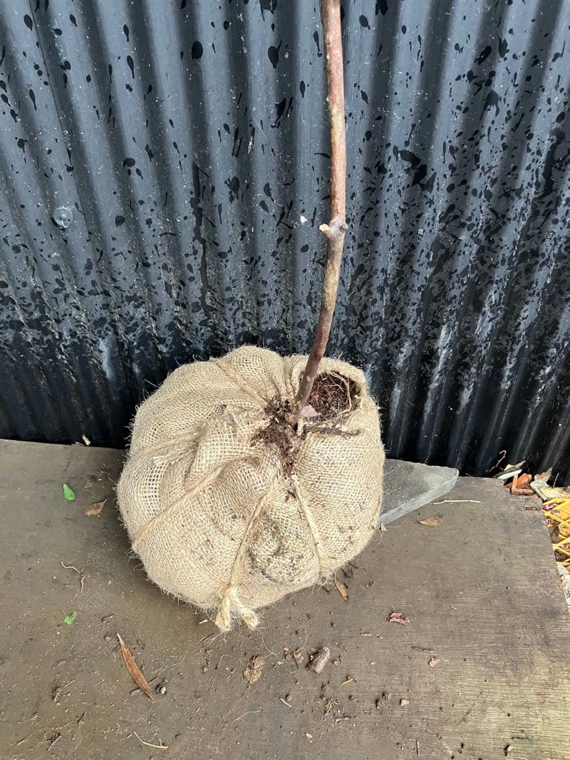 山採り　ウスギヨウラク