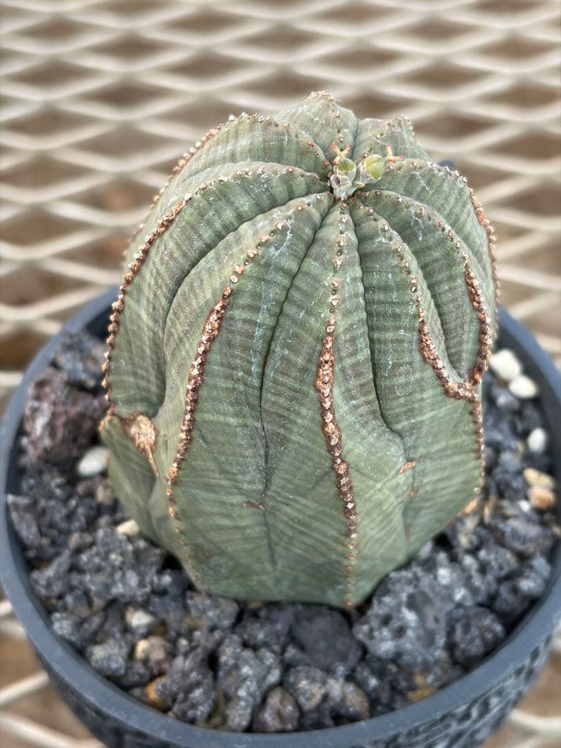 オベサ　幅6.4cmの高さ7.4cm ユーフォルビア 9稜　メス