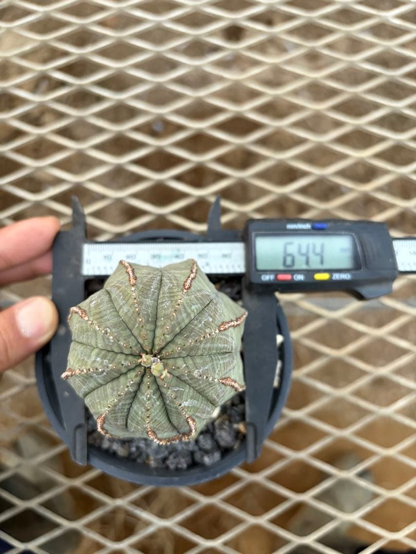 オベサ　幅6.4cmの高さ7.4cm ユーフォルビア 9稜　メス